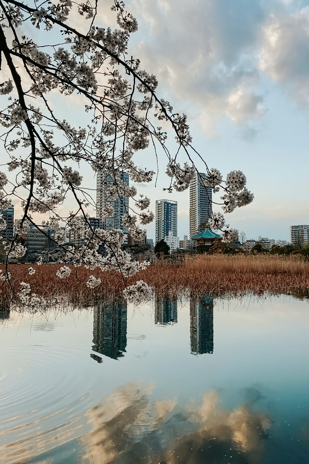 white and brown concrete building near body of water during daytime