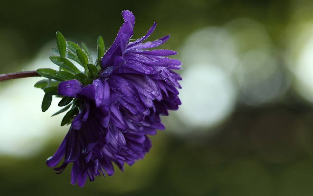 purple flower in tilt shift lens