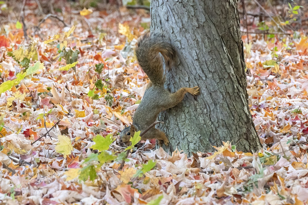 squirrel on tree trunk during daytime