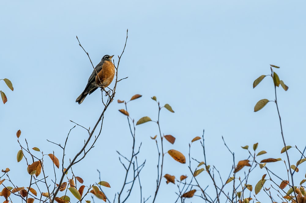 brown and black bird on tree branch during daytime