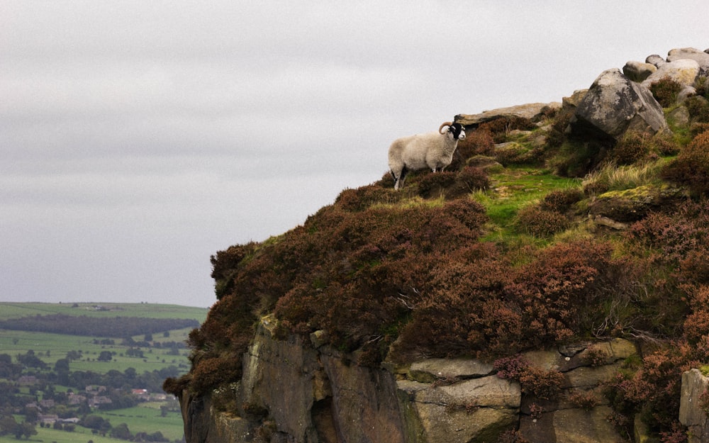 moutons blancs sur un champ d’herbe verte pendant la journée