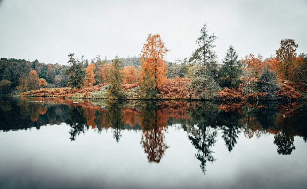 brown trees beside body of water during daytime