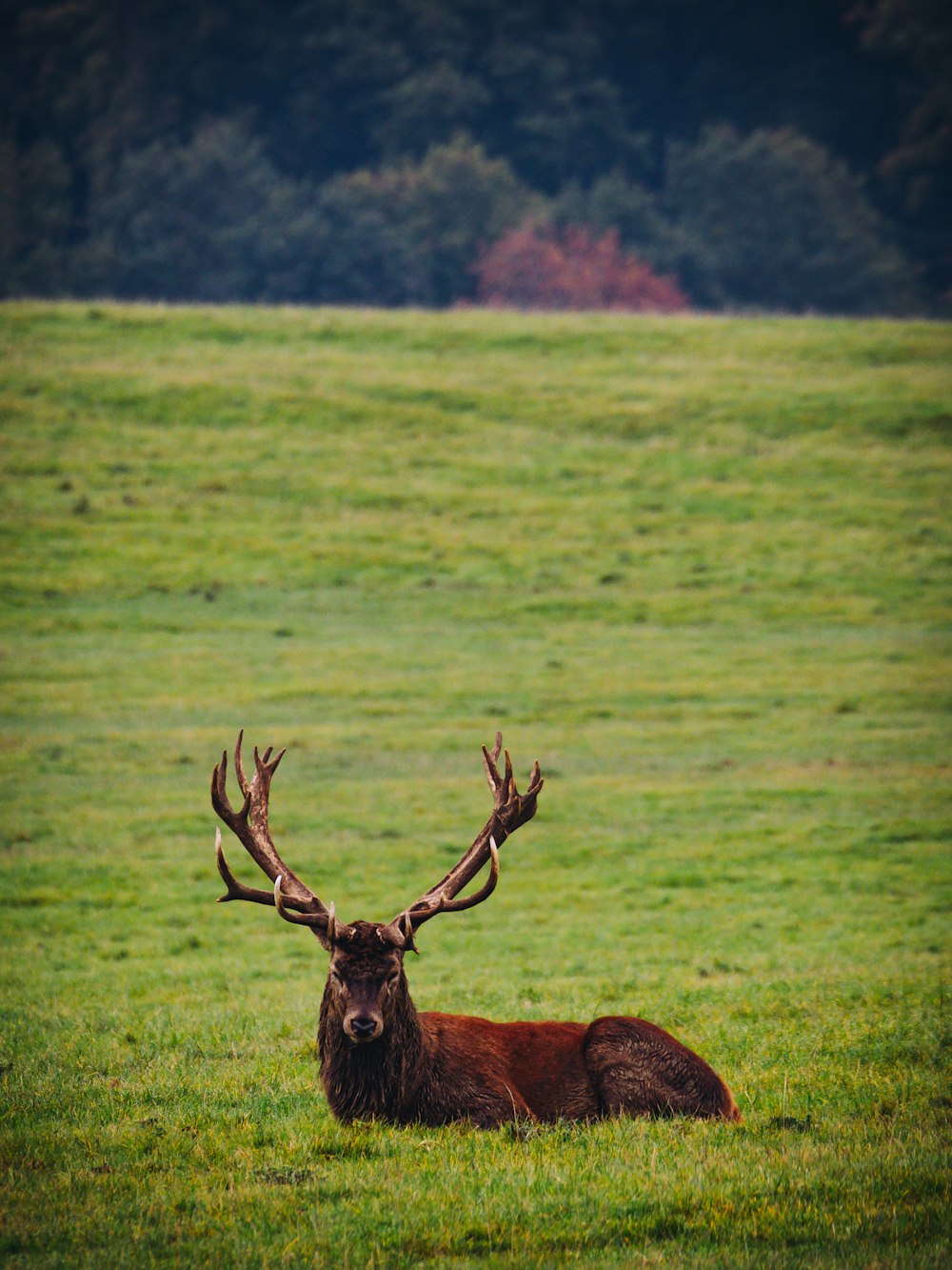 brown deer on green grass field during daytime