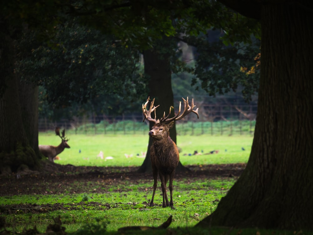 brown deer on green grass field during daytime