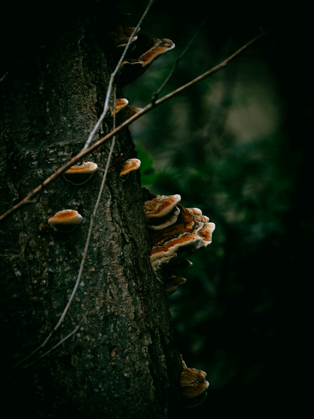 brown mushroom on brown tree branch