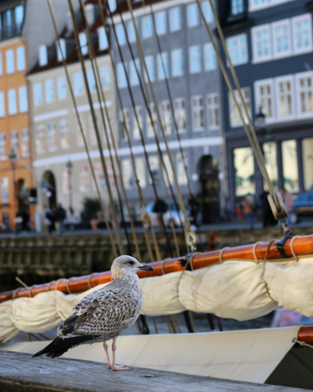 white and black bird on white and brown boat during daytime