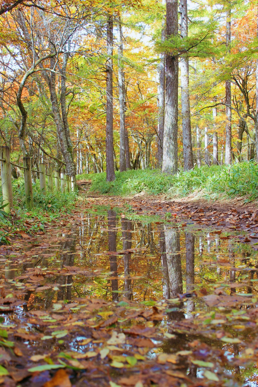 green trees on forest during daytime