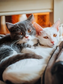 black and white cat lying on white textile