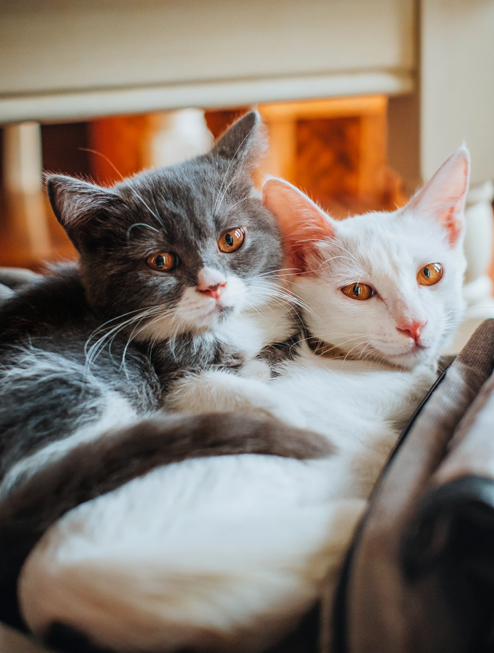 Deux chatons, l’un gris et l’autre blanc, blottis l’un contre l’autre au repos