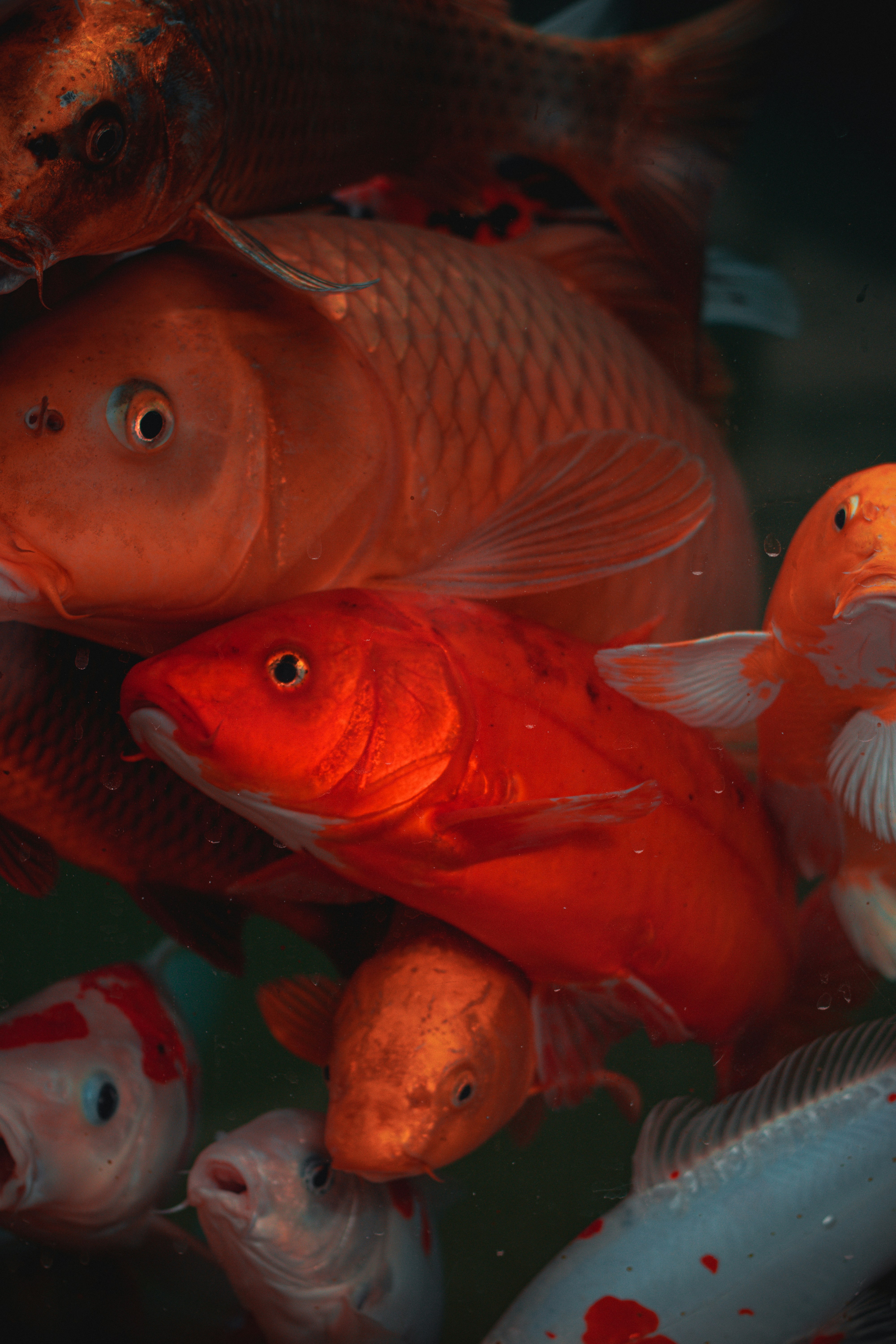 Ikan oranye dan putih di dalam air