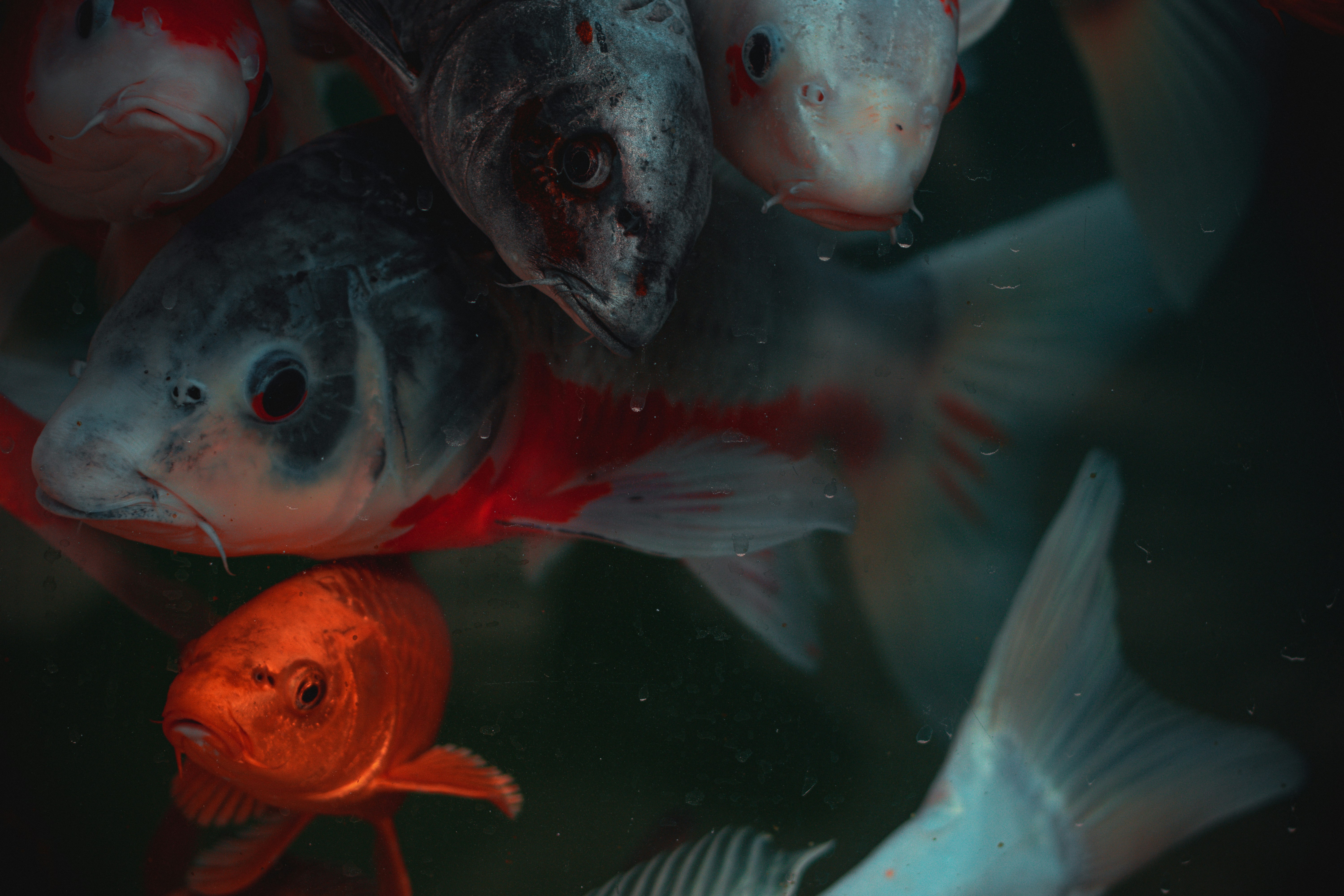 ikan koi putih dan oranye