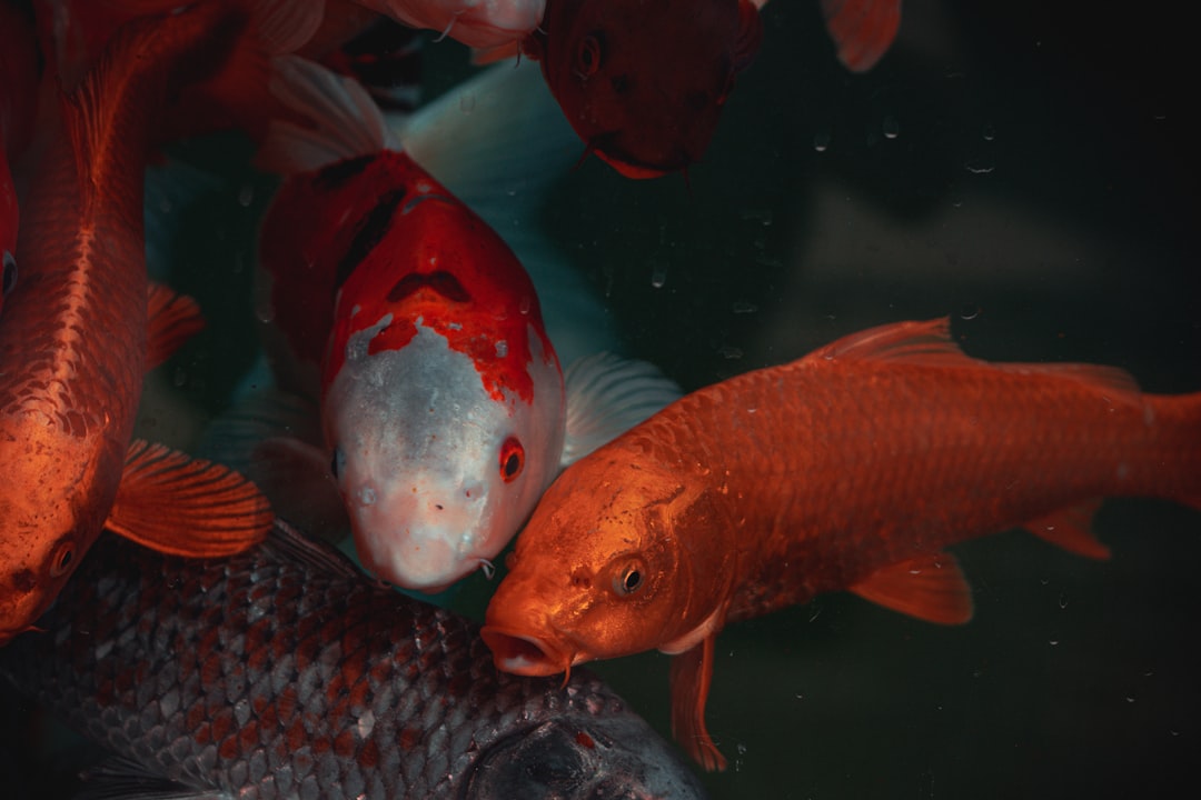 orange and black fish in fish tank