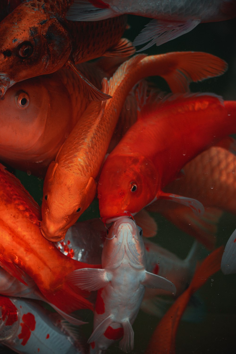 orange fish in close up photography