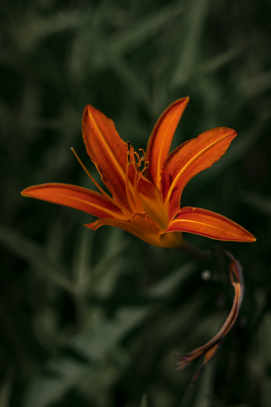 red flower in tilt shift lens