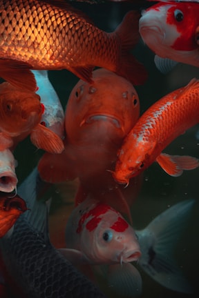 A close-up of colorful fish swimming in the lake.