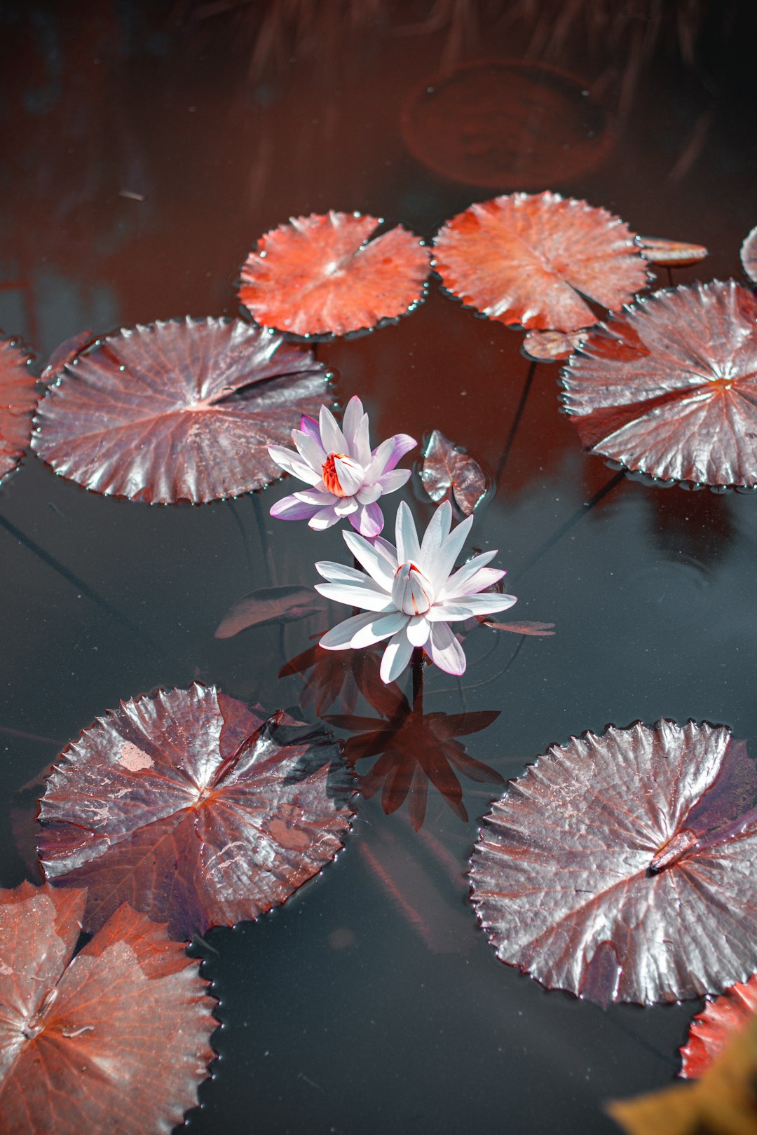 white and brown flower on water