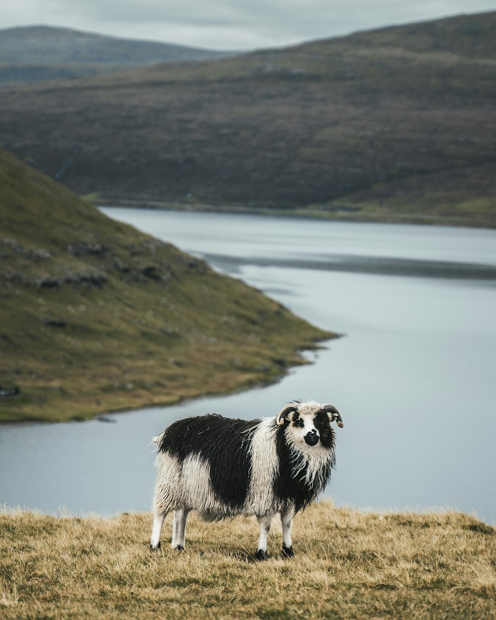 black and white border collie on green grass field near lake during daytime