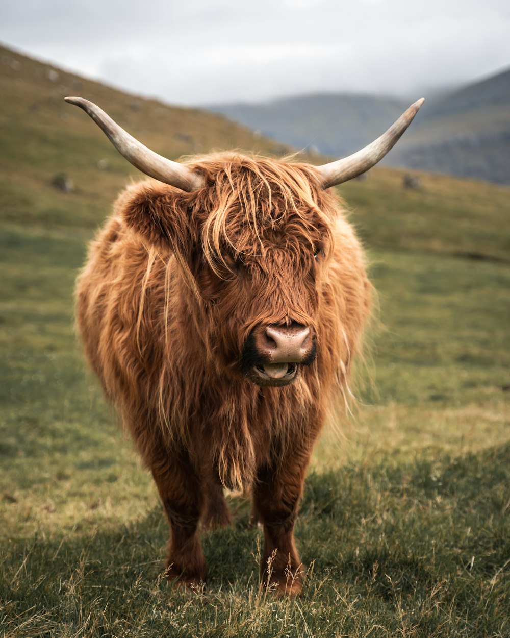 Braunes Yak auf grünem Rasen tagsüber