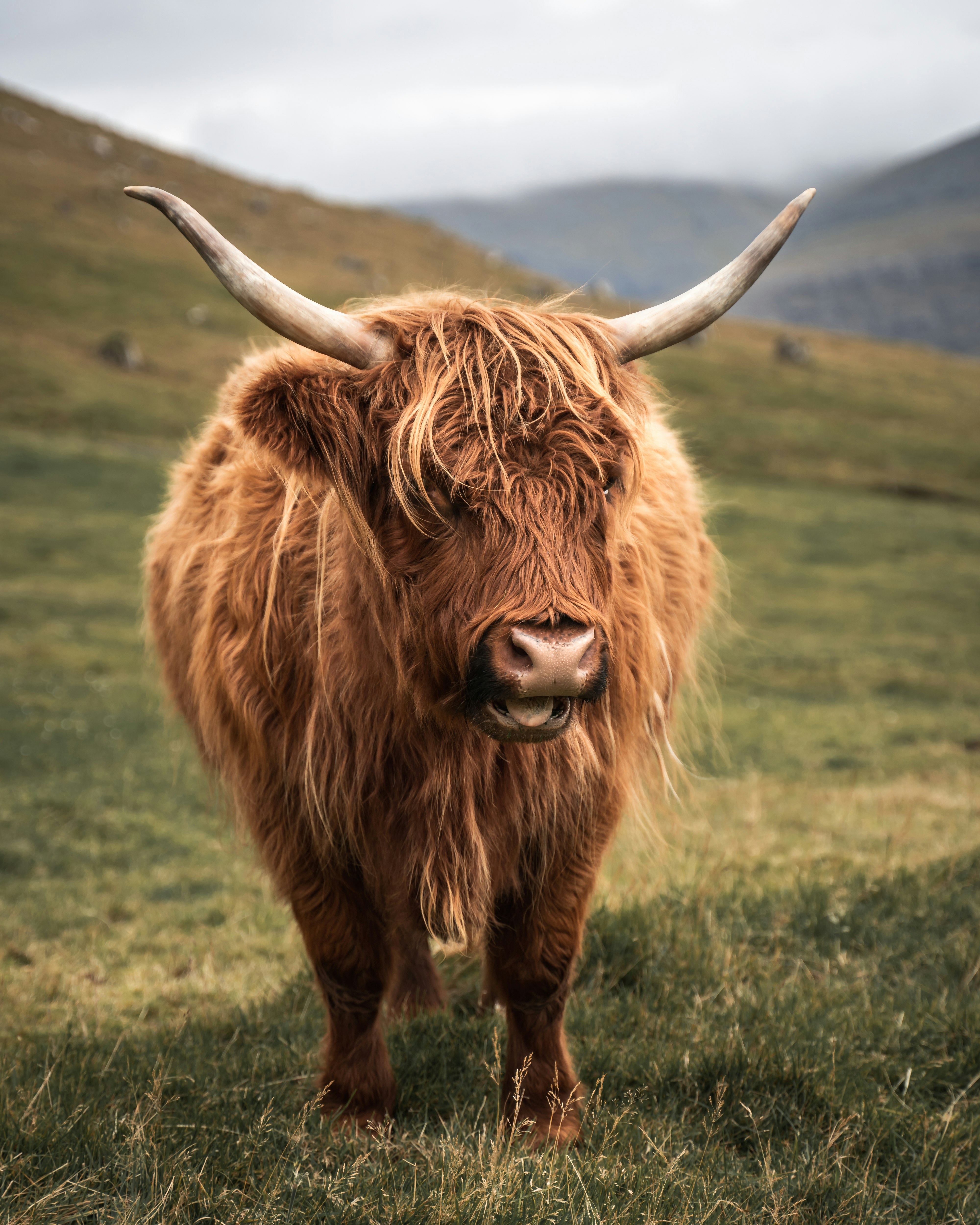 brown yak on green grass field during daytime