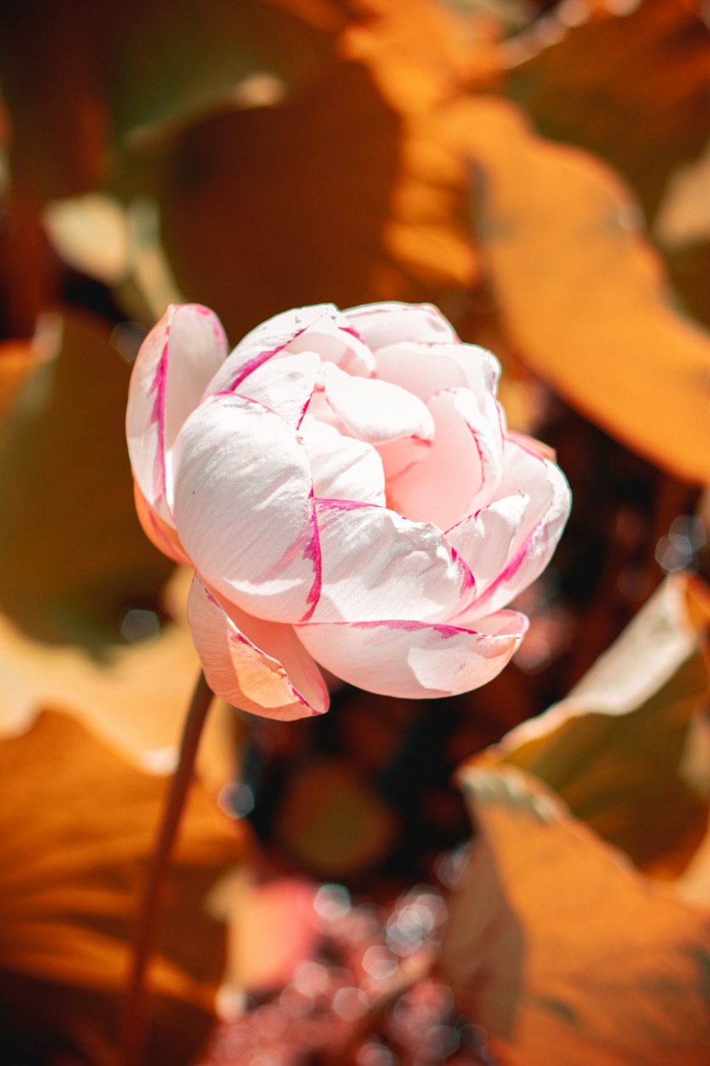 pink and white flower in tilt shift lens