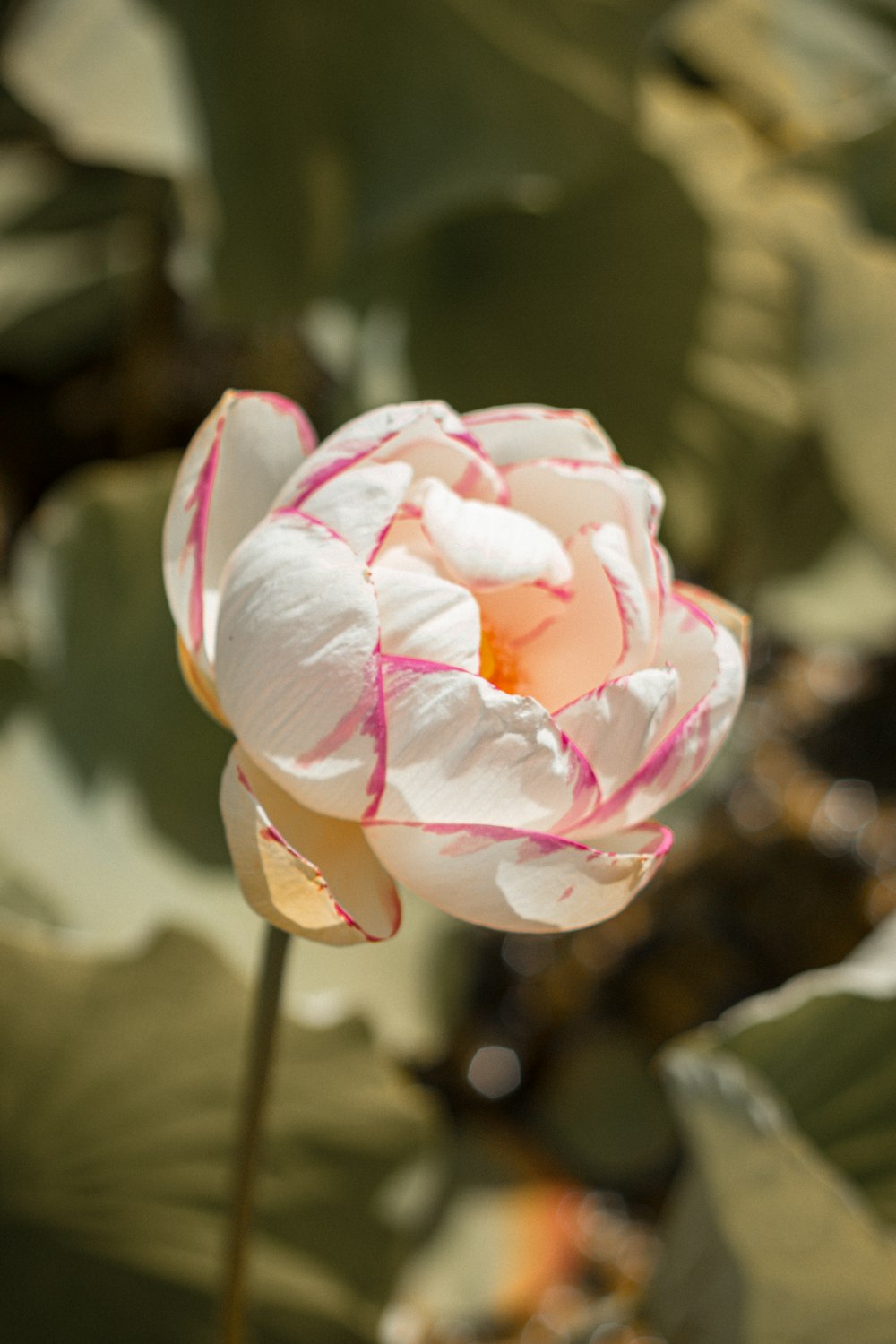 pink and white flower in tilt shift lens