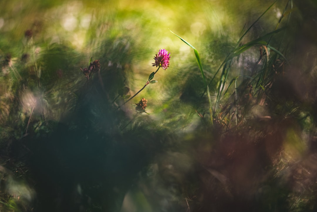 pink flower in tilt shift lens