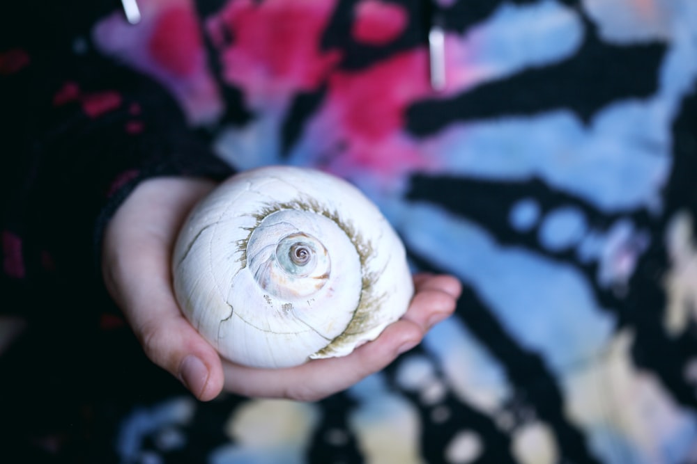 white and pink flower bud