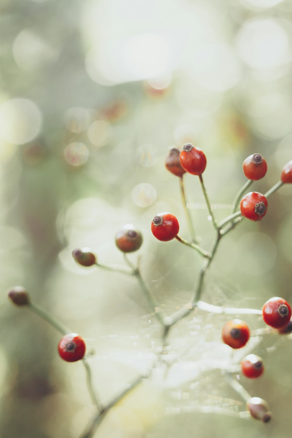 red round fruits on water