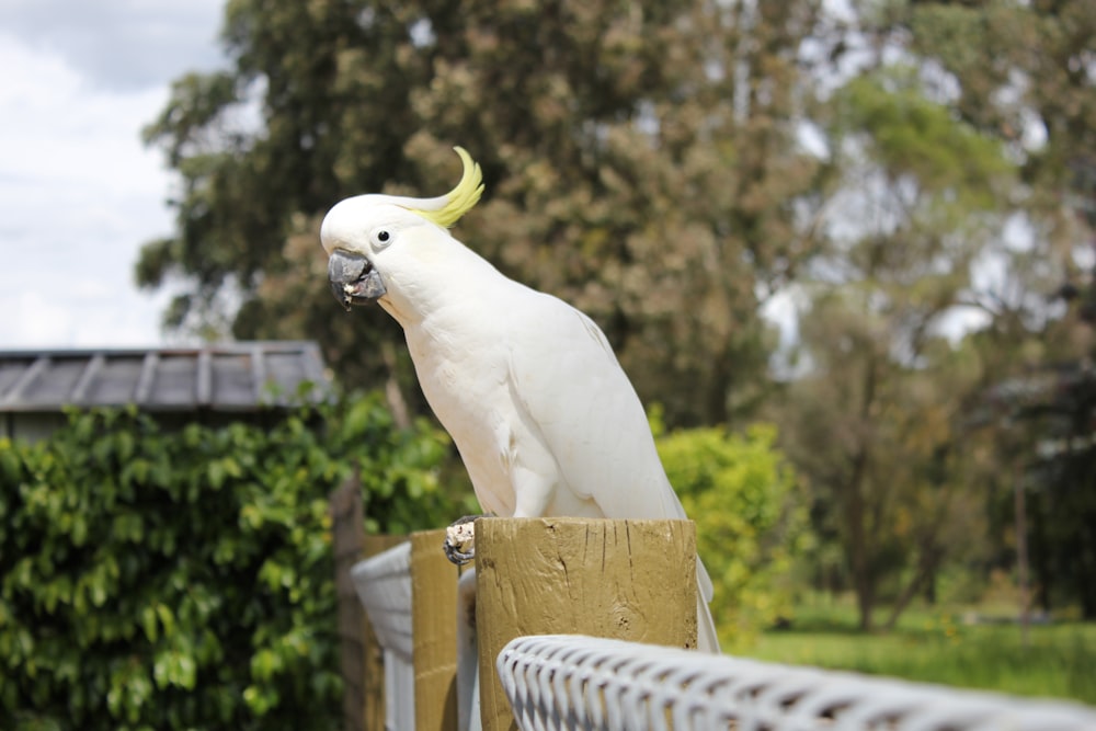 white and yellow bird on brown wooden fence during daytime