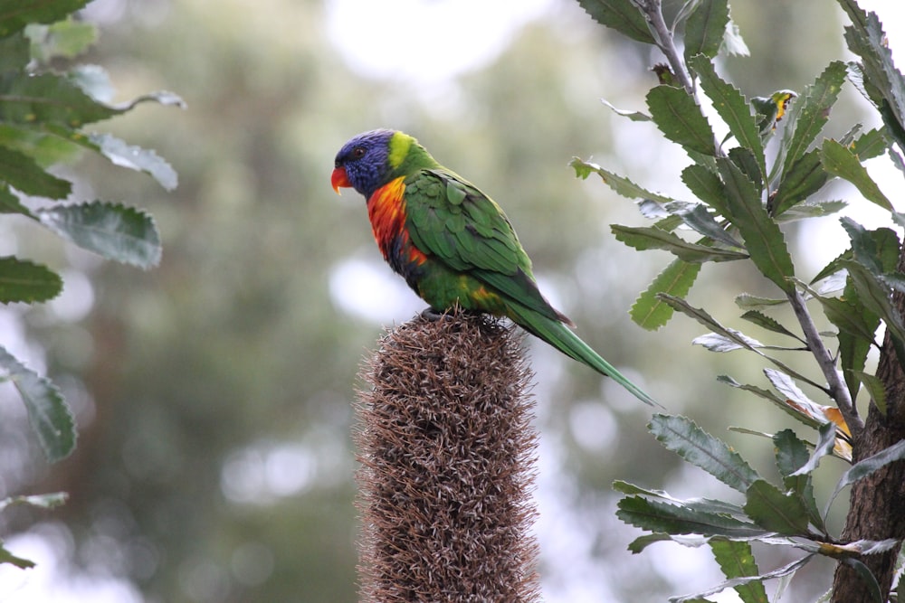 green yellow and red bird on brown nest