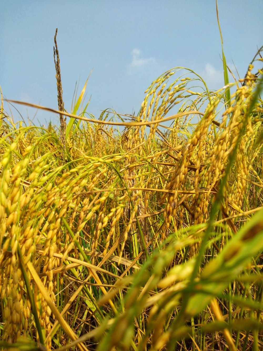 green grass field under blue sky during daytime