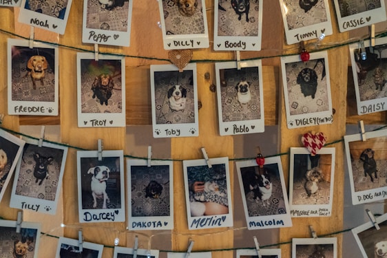 A wall display of multiple Polaroid photos featuring various dogs with handwritten names beneath each image, attached to a wire using small clothespins. The background consists of a wooden surface, enhancing the cozy and personal atmosphere. A few decorative elements like small red hearts are interspersed among the photographs.