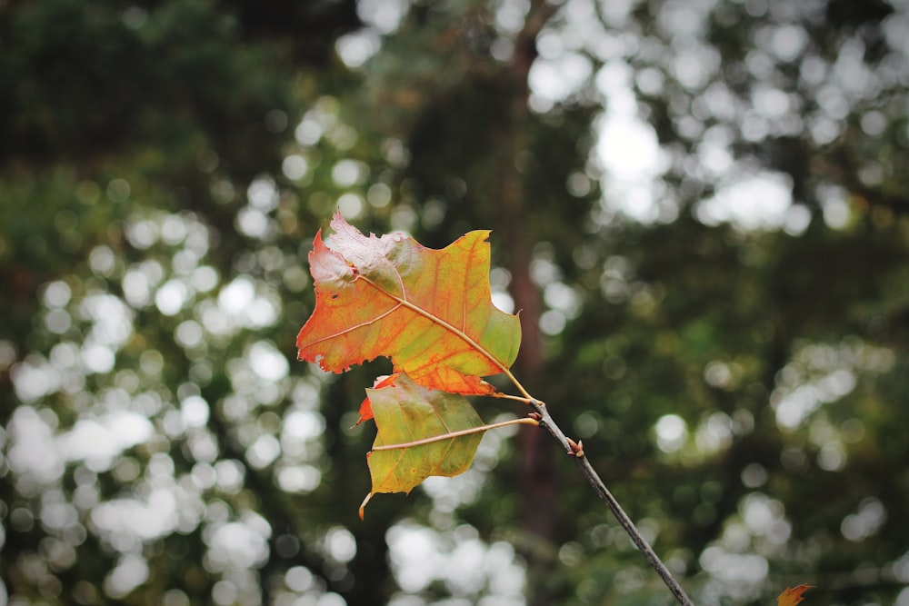 Feuille d’érable rouge et verte