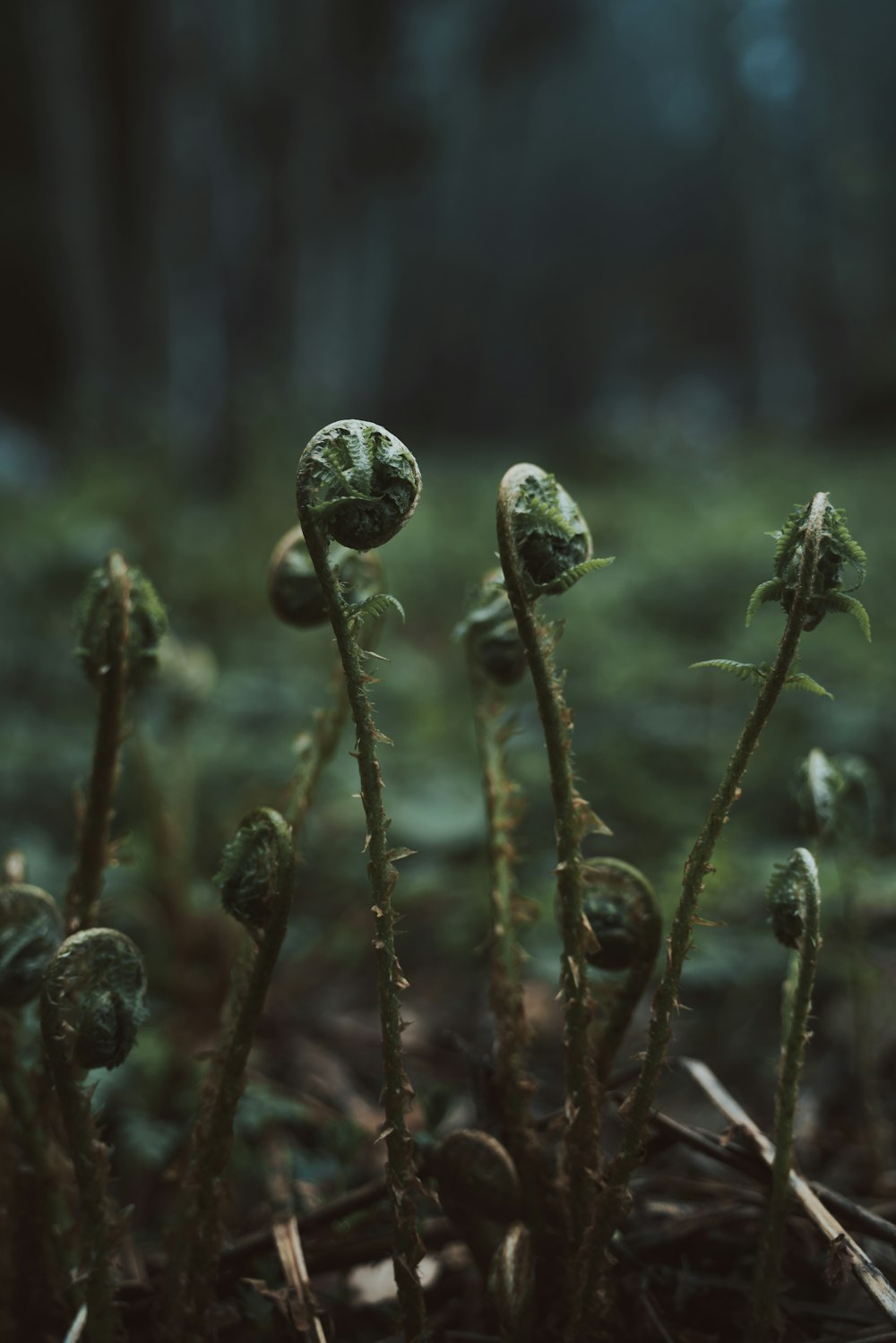 green plant in close up photography