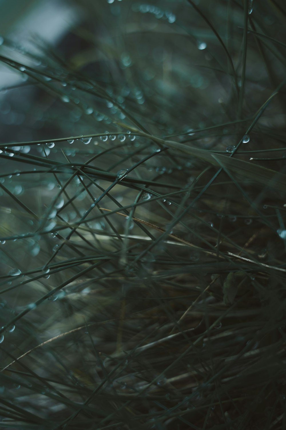 water droplets on brown plant