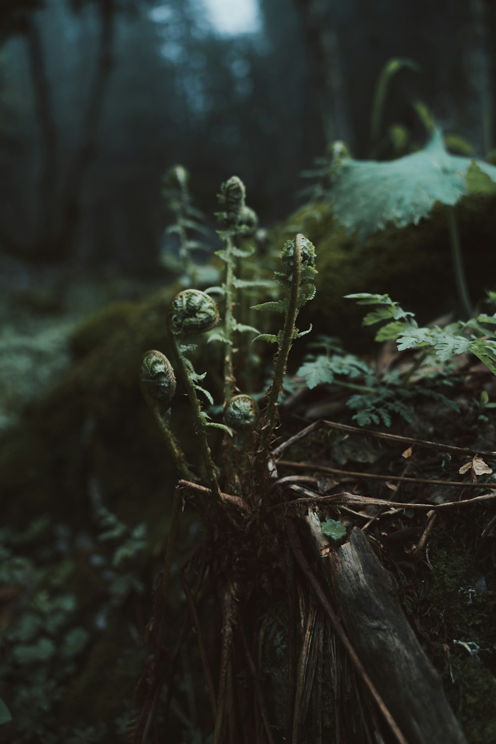 green plant on black tree trunk