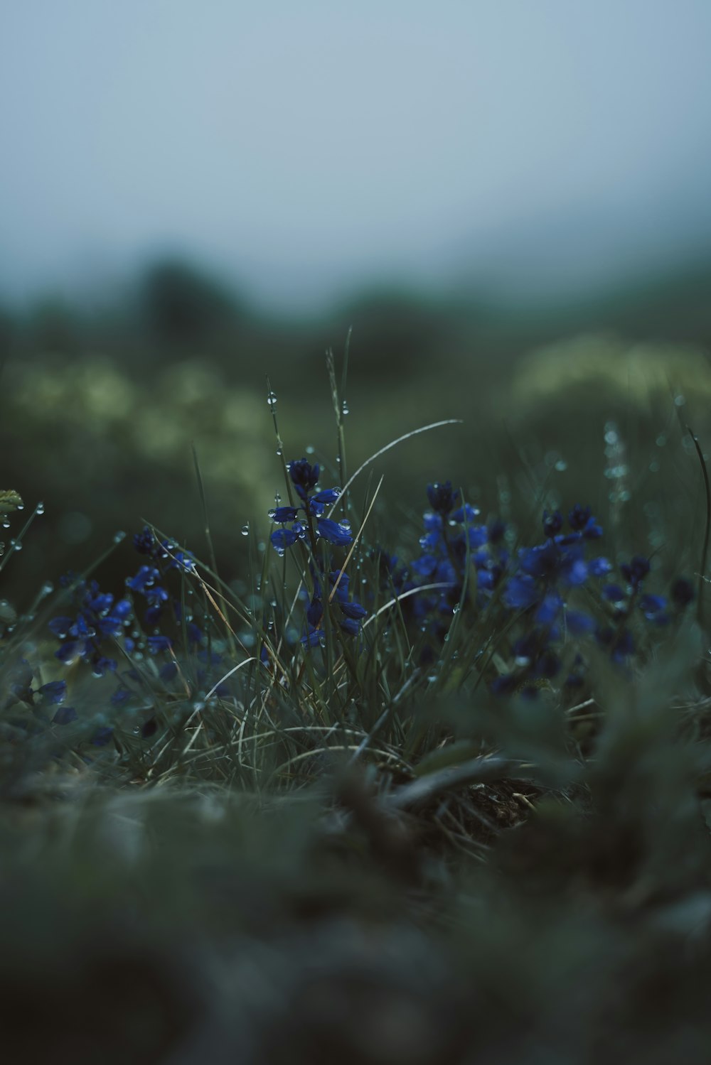 flores azules sobre hierba verde durante el día