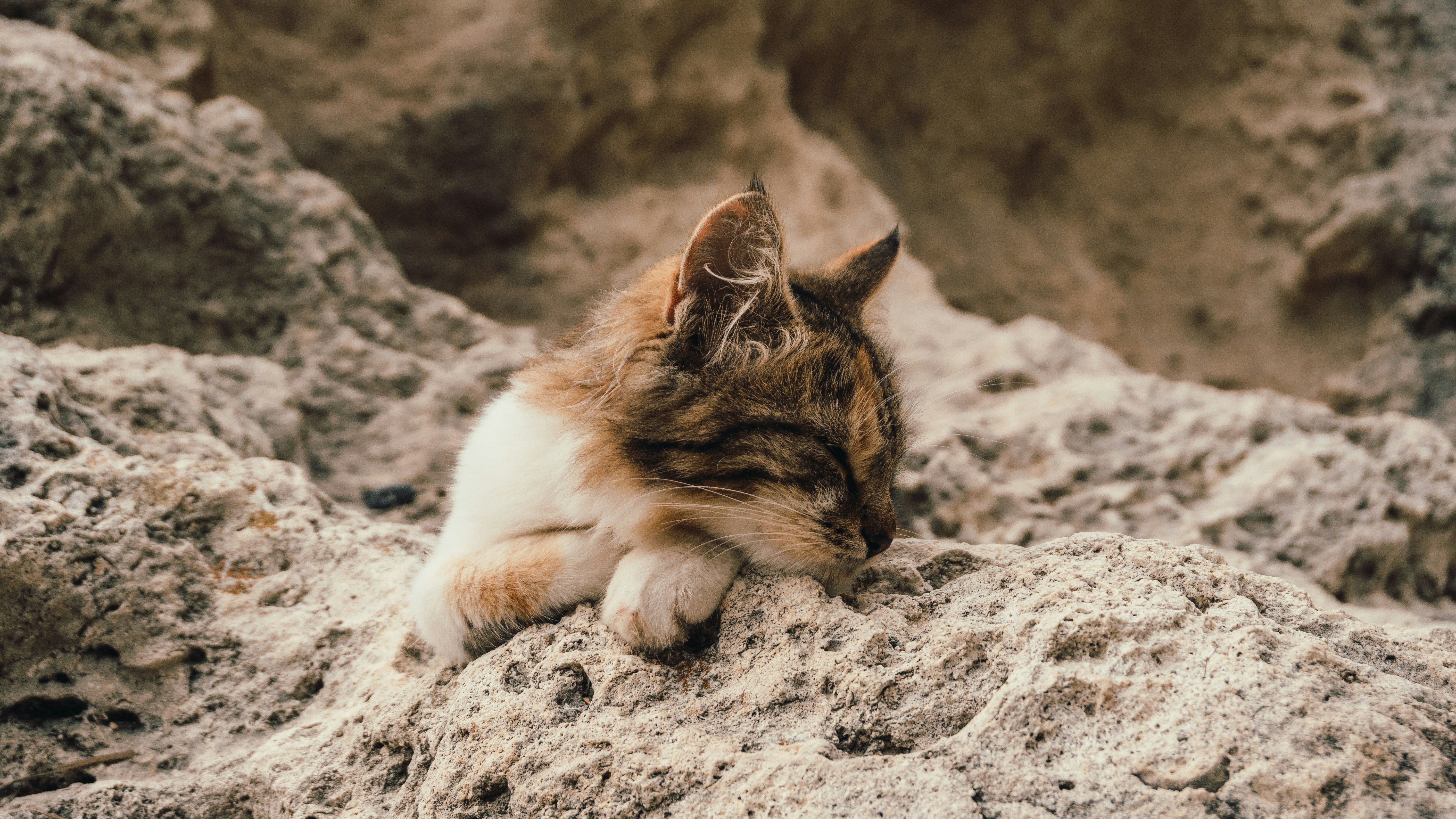 Sand Cat Silence: Desert Disguise (image credits: unsplash)