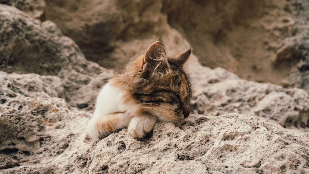 white and brown cat lying on gray sand