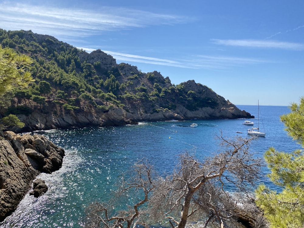 brown bare tree on rock formation beside sea during daytime