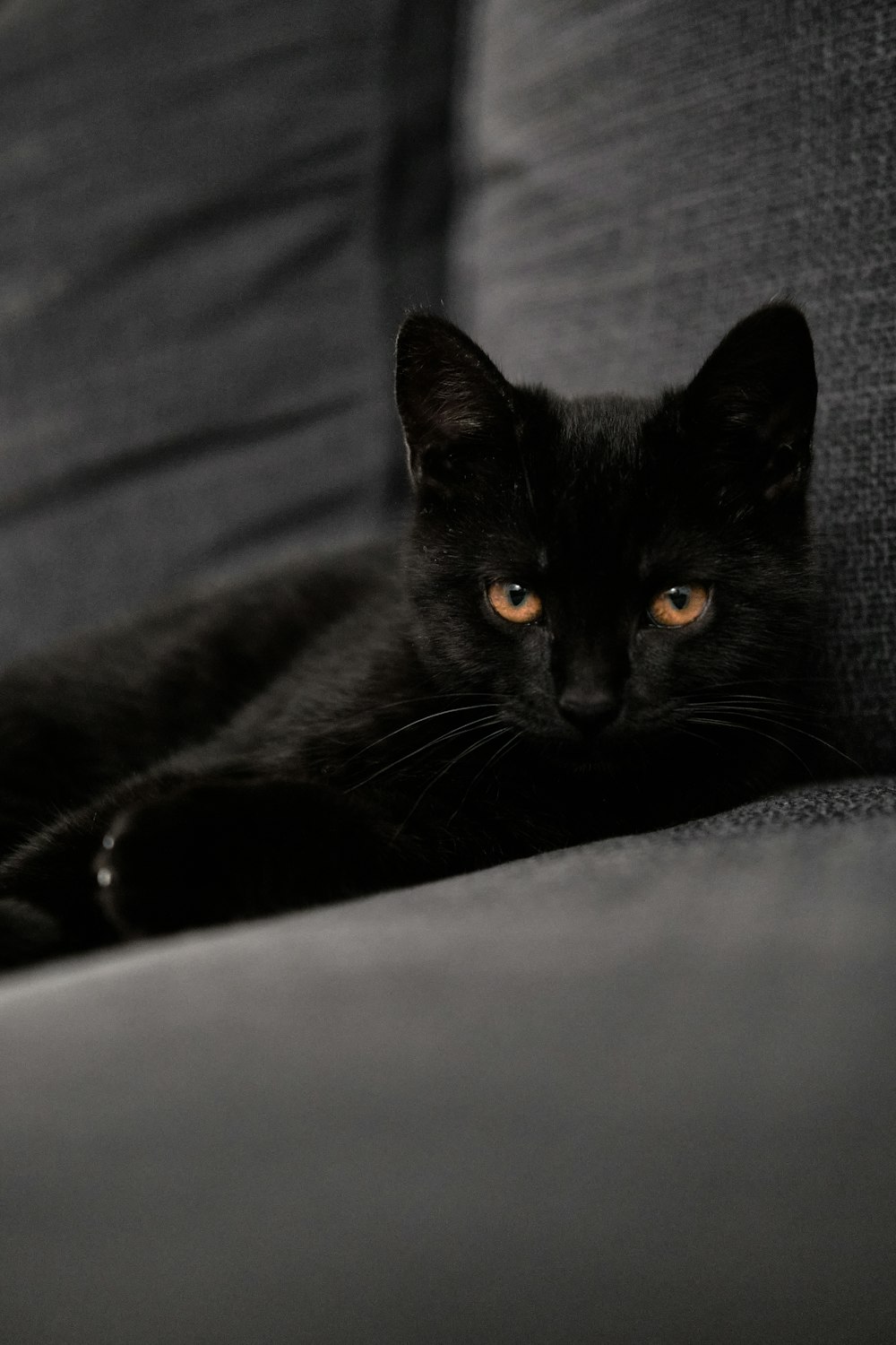 black cat lying on gray textile