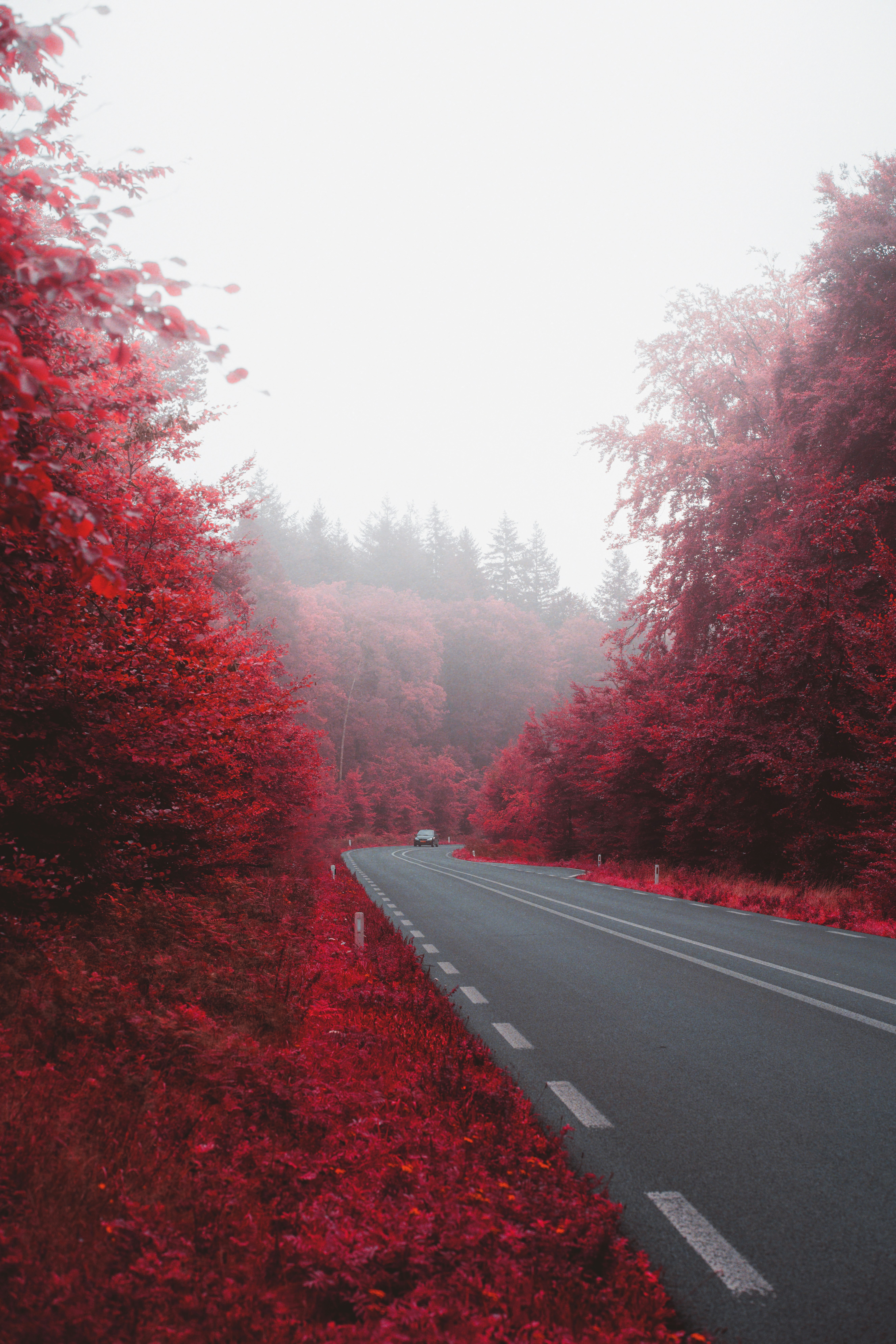 gray concrete road between red trees