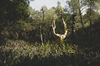 conciergerie broceliande