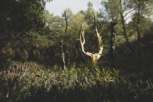 Conciergerie Broceliande
