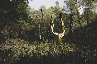 Conciergerie Broceliande