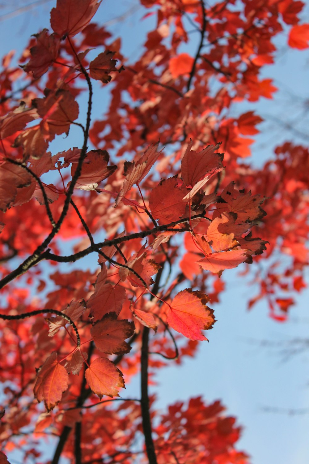 Rote Ahornblätter in Nahaufnahmen