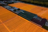 An aerial view of a large-scale greenhouse complex showcasing the scale of our hydroponic projects.