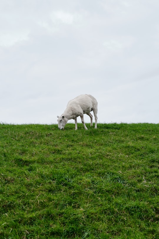 white sheep on green grass field during daytime in Hindeloopen Netherlands
