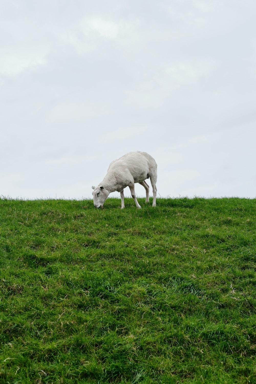 white sheep on green grass field during daytime