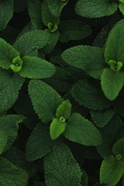 Chemist Herbs – Premium Egyptian Herbs for Wellness and Export